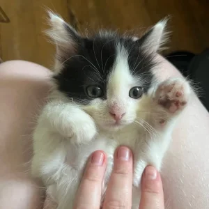 3 KITTENS STILL AVAILABLE - Image 6