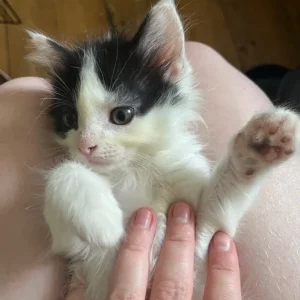 3 KITTENS STILL AVAILABLE - Image 7