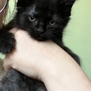 3 KITTENS STILL AVAILABLE - Image 8