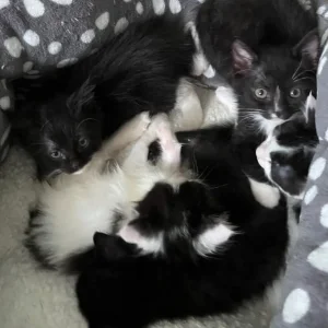 3 KITTENS STILL AVAILABLE