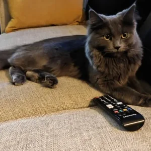 Long-haired grey Persian kitten - Image 2