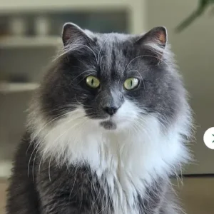 Long-haired grey Persian kitten - Image 3