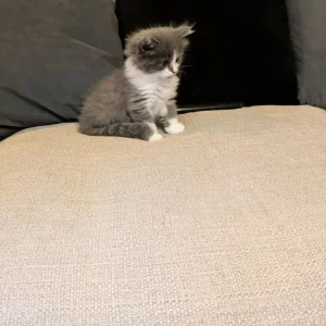 Long-haired grey Persian kitten - Image 4