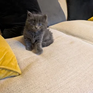 Long-haired grey Persian kitten - Image 6