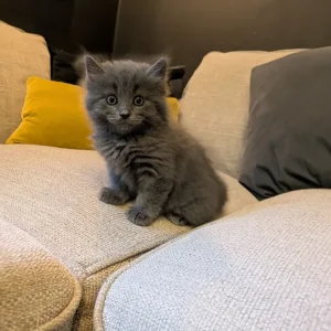 Long-haired grey Persian kitten - Image 8