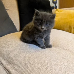 Long-haired grey Persian kitten