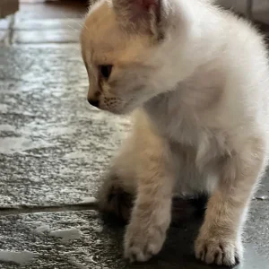 Three playful kittens with Bengal markings - Image 2