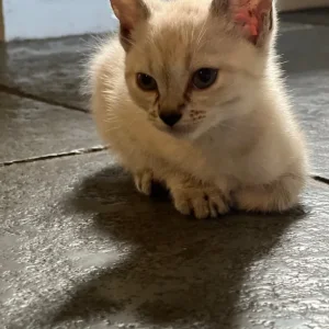 Three playful kittens with Bengal markings - Image 3