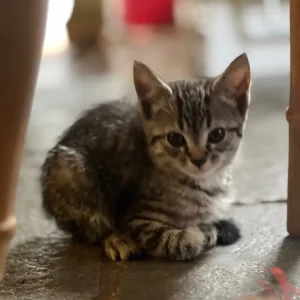 Three playful kittens with Bengal markings - Image 6