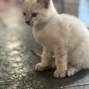Three playful kittens with Bengal markings