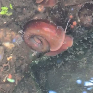 Pond Snails - Ramshorn - Image 2