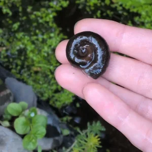 Pond Snails - Ramshorn