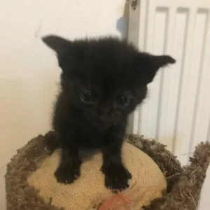 5 Kittens, 3 ready now - Image 2