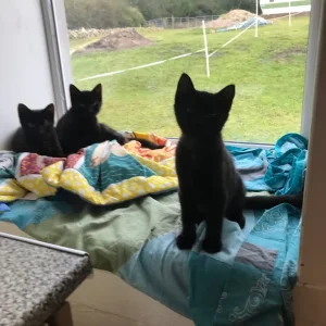 5 Kittens, 3 ready now