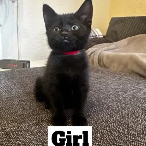 5 black kittens, 2 twin pairs, 8 weeks old - Image 2