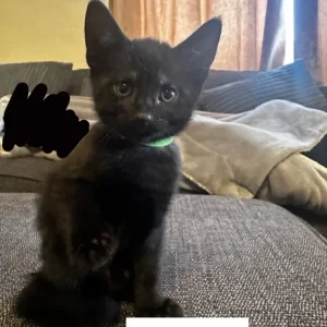 5 black kittens, 2 twin pairs, 8 weeks old - Image 4