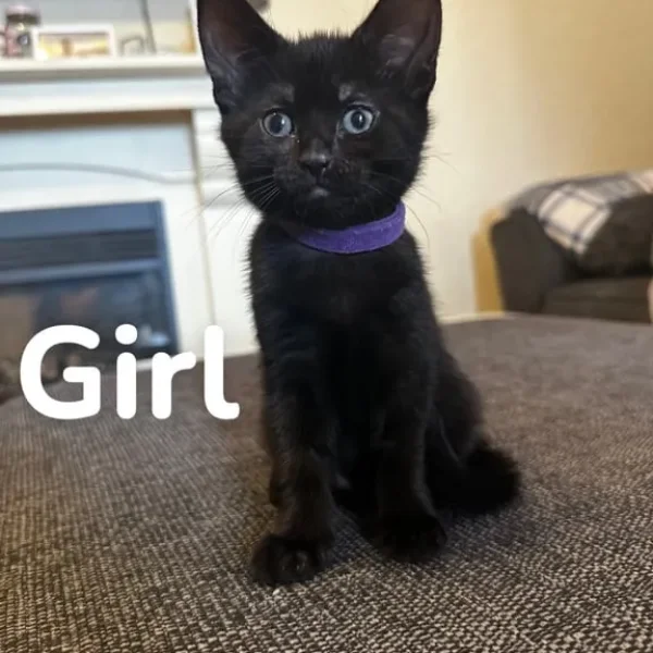 5 black kittens, 2 twin pairs, 8 weeks old