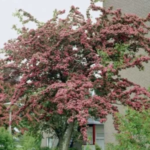 Pinky/Red Hawthorn Tree | Crataegus laevigata 'Paul’s Scarlet' - Image 2