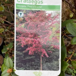 Pinky/Red Hawthorn Tree | Crataegus laevigata 'Paul’s Scarlet' - Image 3