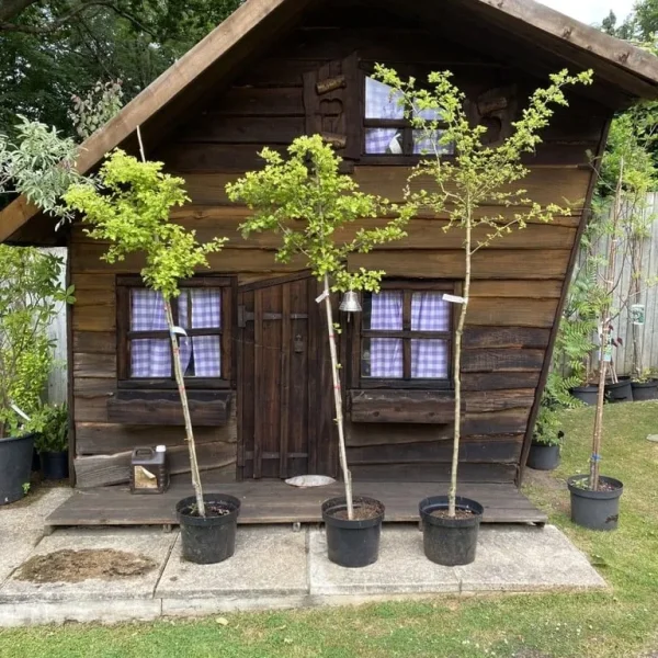 Pinky/Red Hawthorn Tree | Crataegus laevigata 'Paul’s Scarlet'