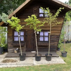 Pinky/Red Hawthorn Tree | Crataegus laevigata 'Paul’s Scarlet'