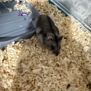Brown black gray Russian dwarf hamster - Image 2