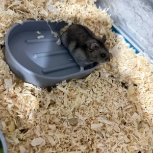 Brown black gray Russian dwarf hamster