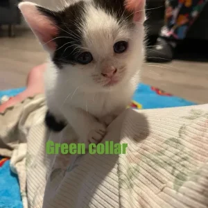 Mixed Breed Kitten - Green Collar - Image 2