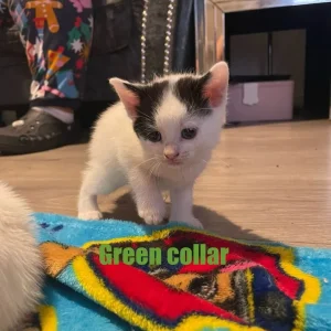 Mixed Breed Kitten - Green Collar
