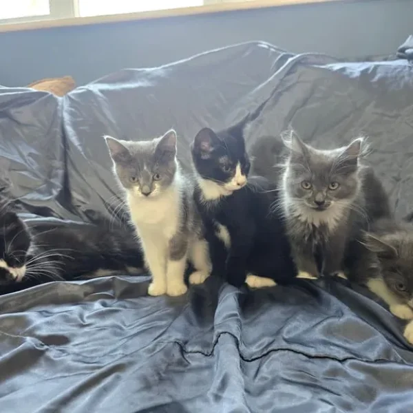 Kittens