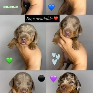 Miniature Dachshund Puppies - Image 2