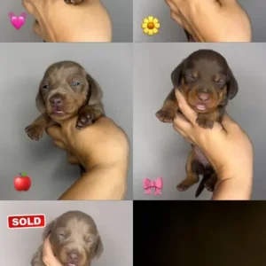 Miniature Dachshund Puppies - Image 3
