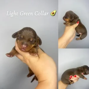 Miniature Dachshund Puppies - Image 4
