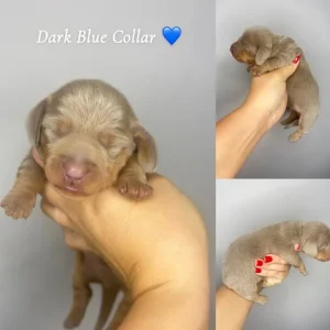 Miniature Dachshund Puppies - Image 5