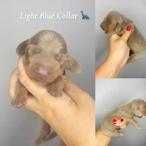 Miniature Dachshund Puppies - Image 7