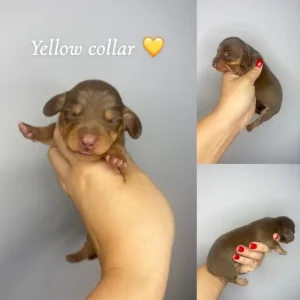 Miniature Dachshund Puppies - Image 8