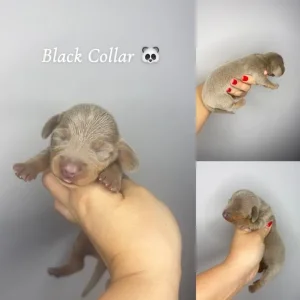 Miniature Dachshund Puppies