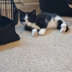 Black and white kittens - Image 2