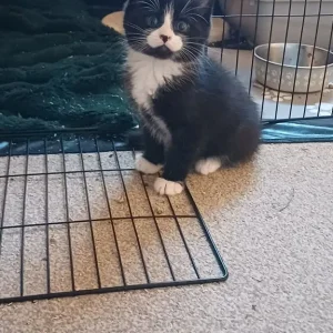 Black and white kittens - Image 3