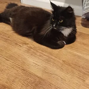 Black and white kittens - Image 4