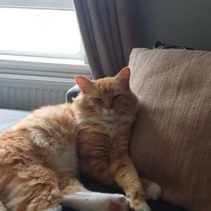 Black and white kittens - Image 5