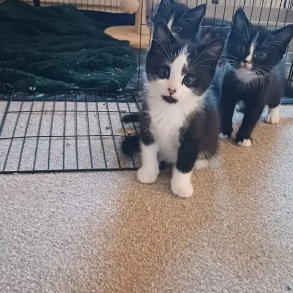 Black and white kittens