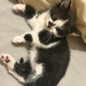 Male Kitten - Image 2