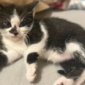 Male Kitten - Image 3