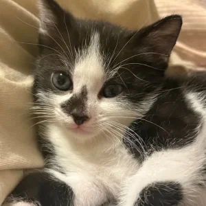 Male Kitten - Image 4