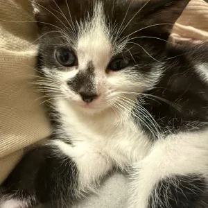 Male Kitten - Image 5