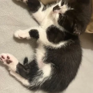 Male Kitten - Image 6