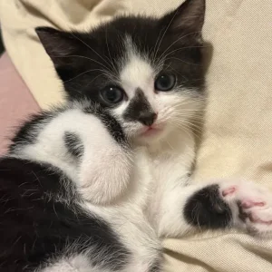 Male Kitten - Image 7