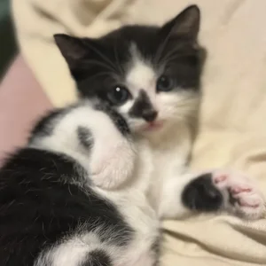 Male Kitten - Image 8