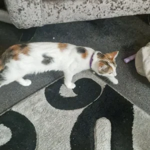 Two six-month-old cats - Image 2